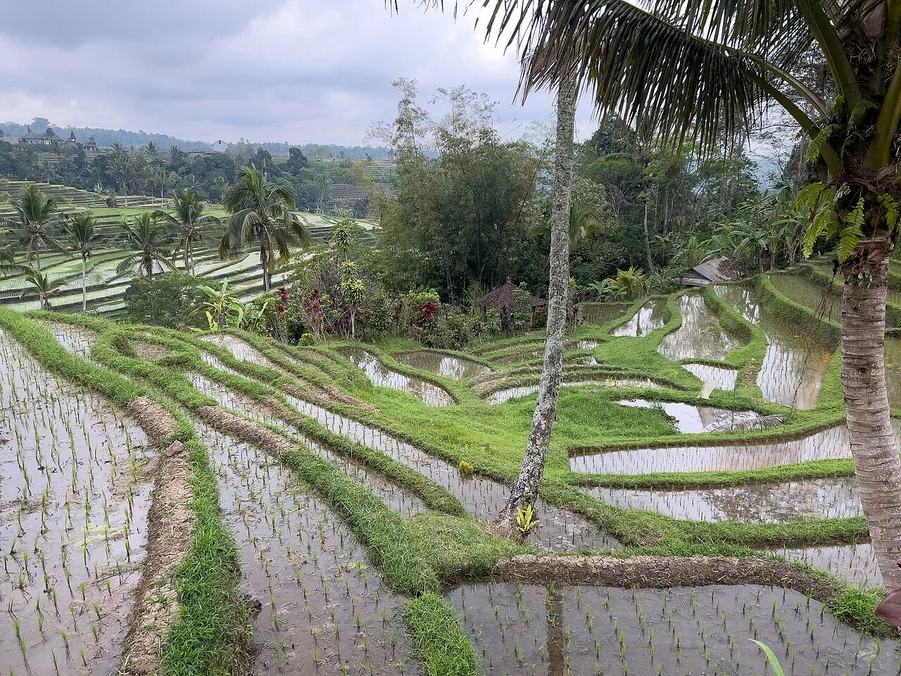 Jatiluwih Rice Terraces, Bali