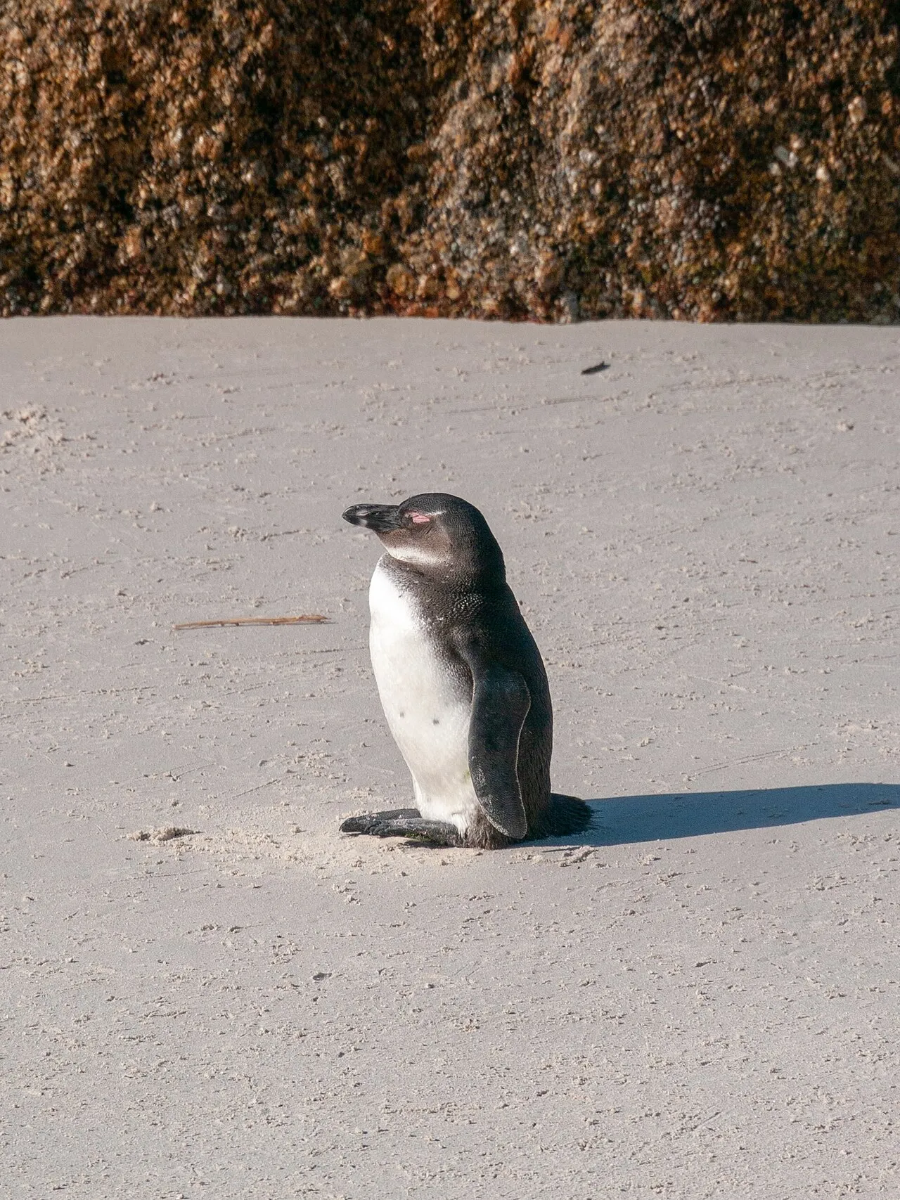 Boulders Beach Penguin Viewing, Cape Town