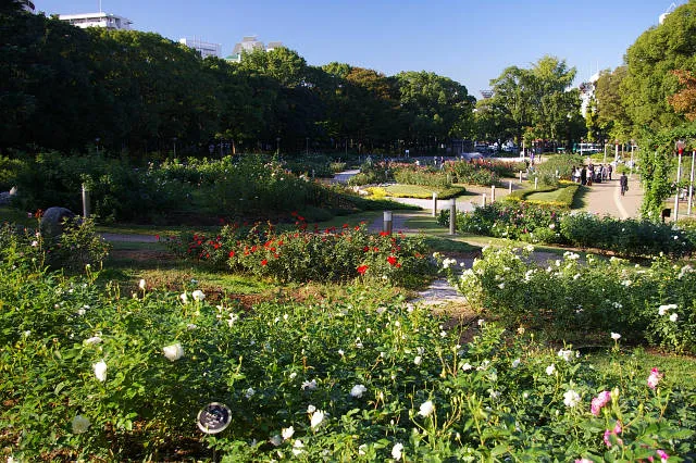 Utsubo Park Rose Garden, Osaka