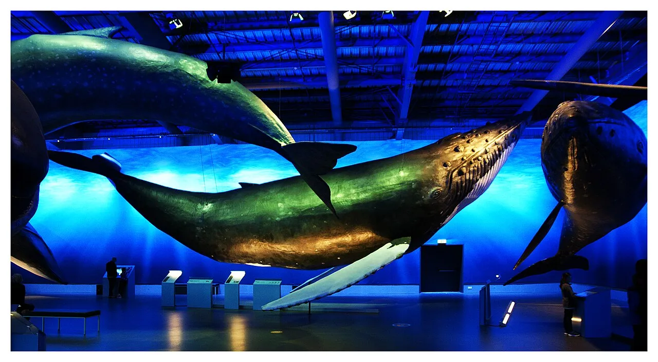 Whales of Iceland Museum, Reykjavik