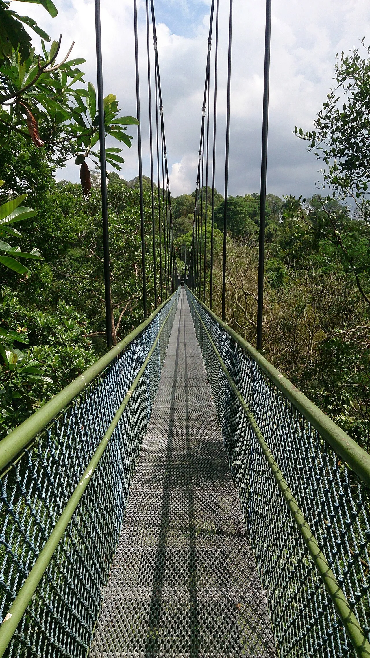 MacRitchie TreeTop Walk, Singapore