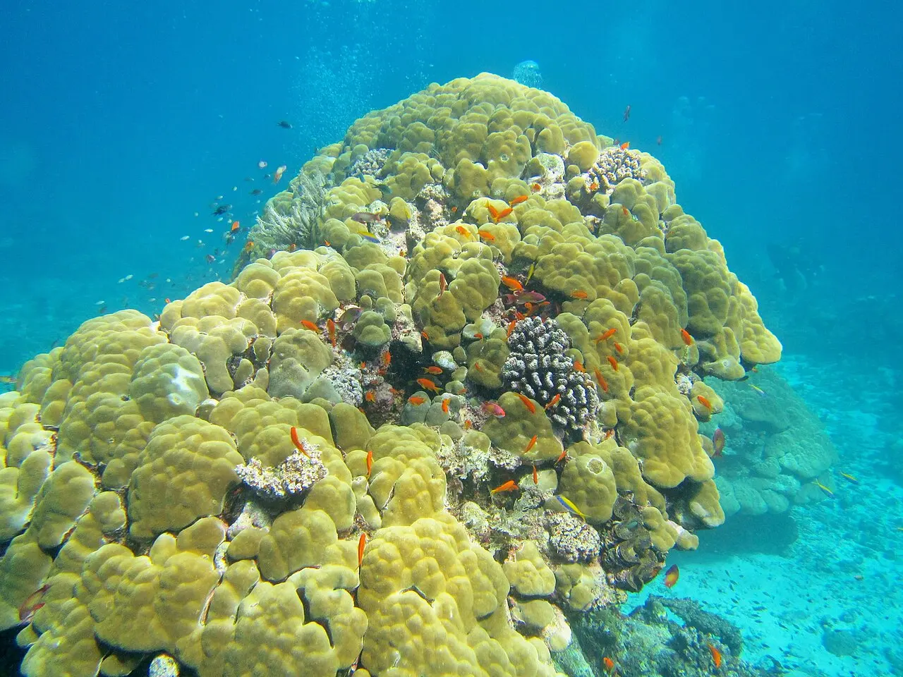 Mayotte