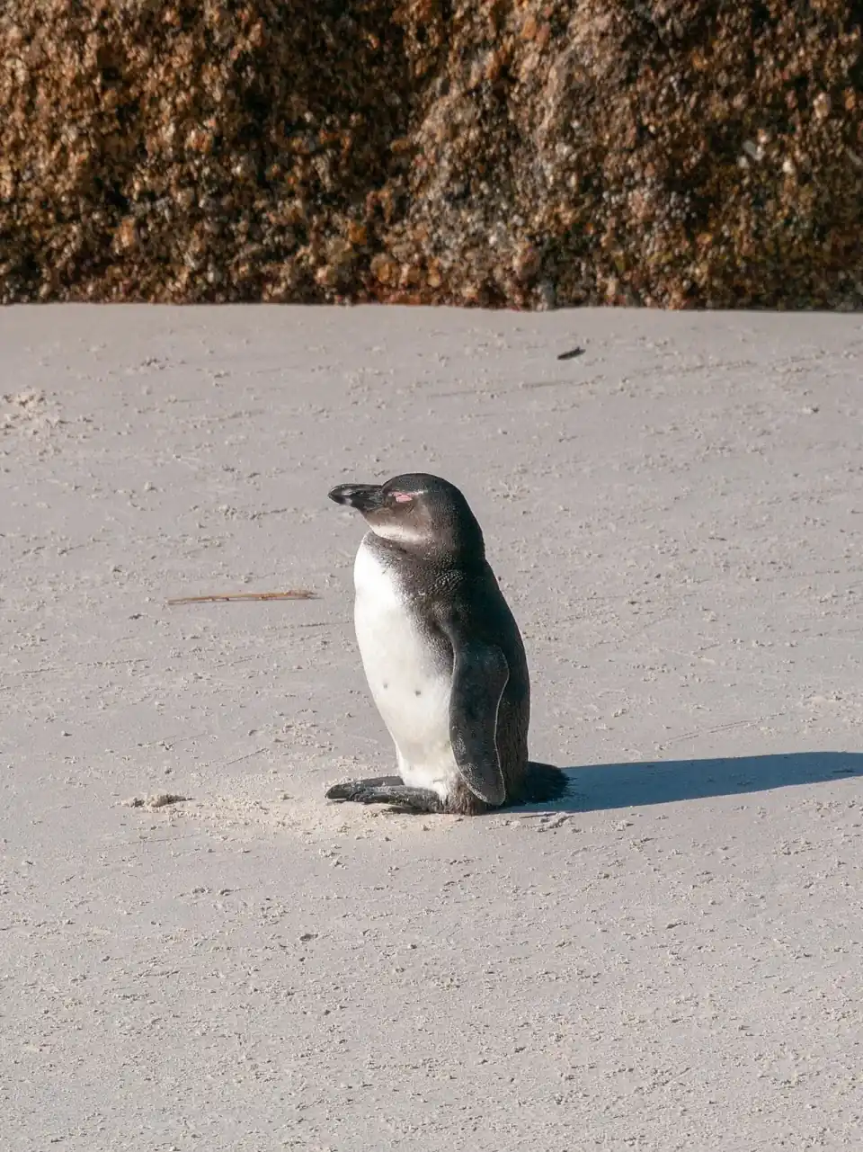 Osservazione dei pinguini a Boulders Beach, Città del Capo
