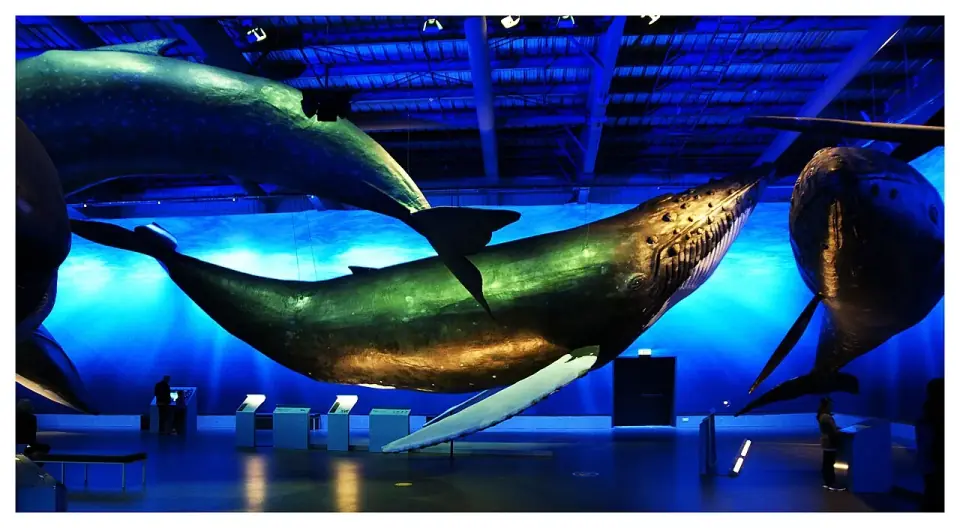 Museo Ballenas de Islandia, Reikiavik