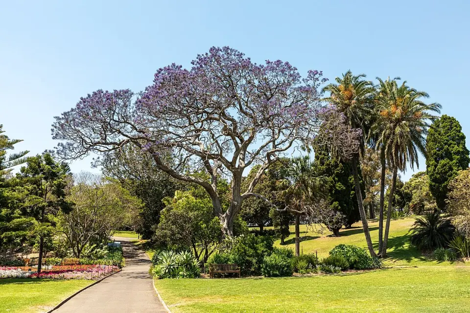 Royal Botanic Gardens, Sydney