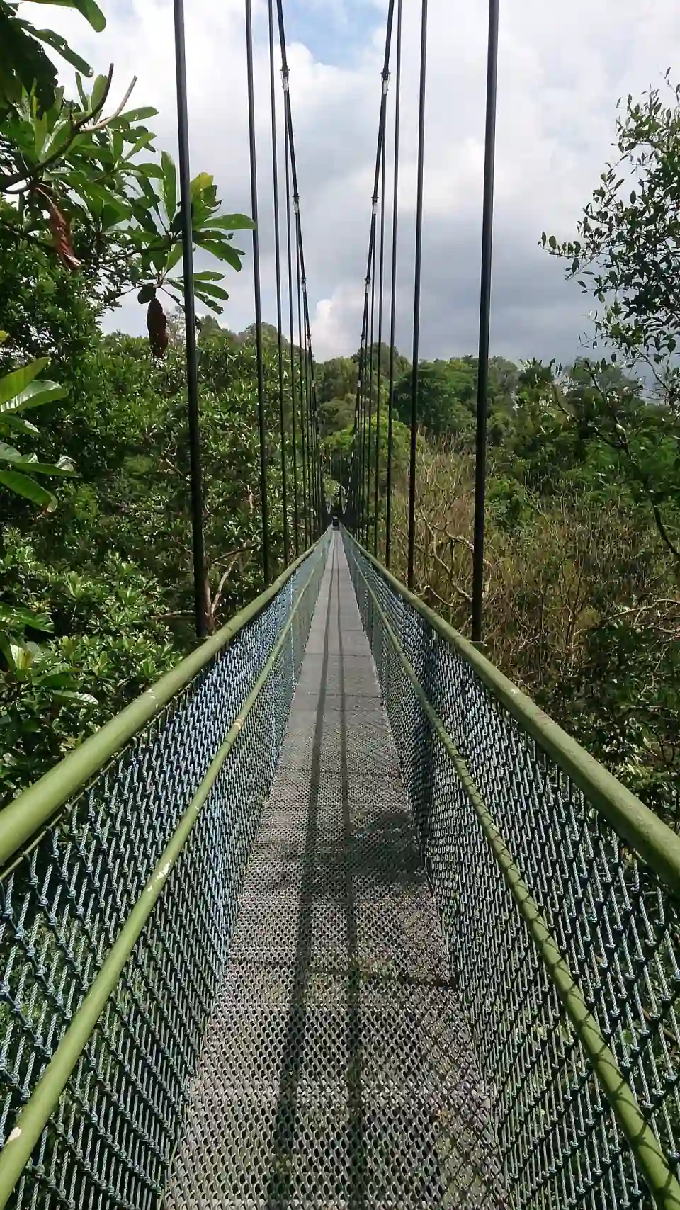 MacRitchie TreeTop Walk, Singapour