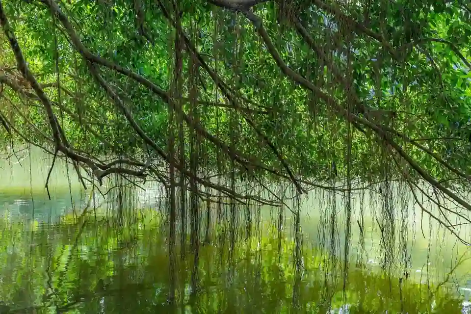 Jardim Botânico de Singapura, Singapura